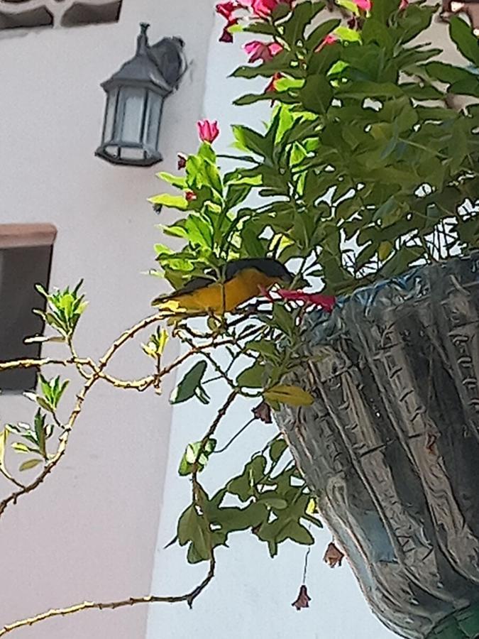 Hotel Villa Maritza Melgar Ngoại thất bức ảnh